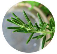 INGREDIENT_ROSEMARY
