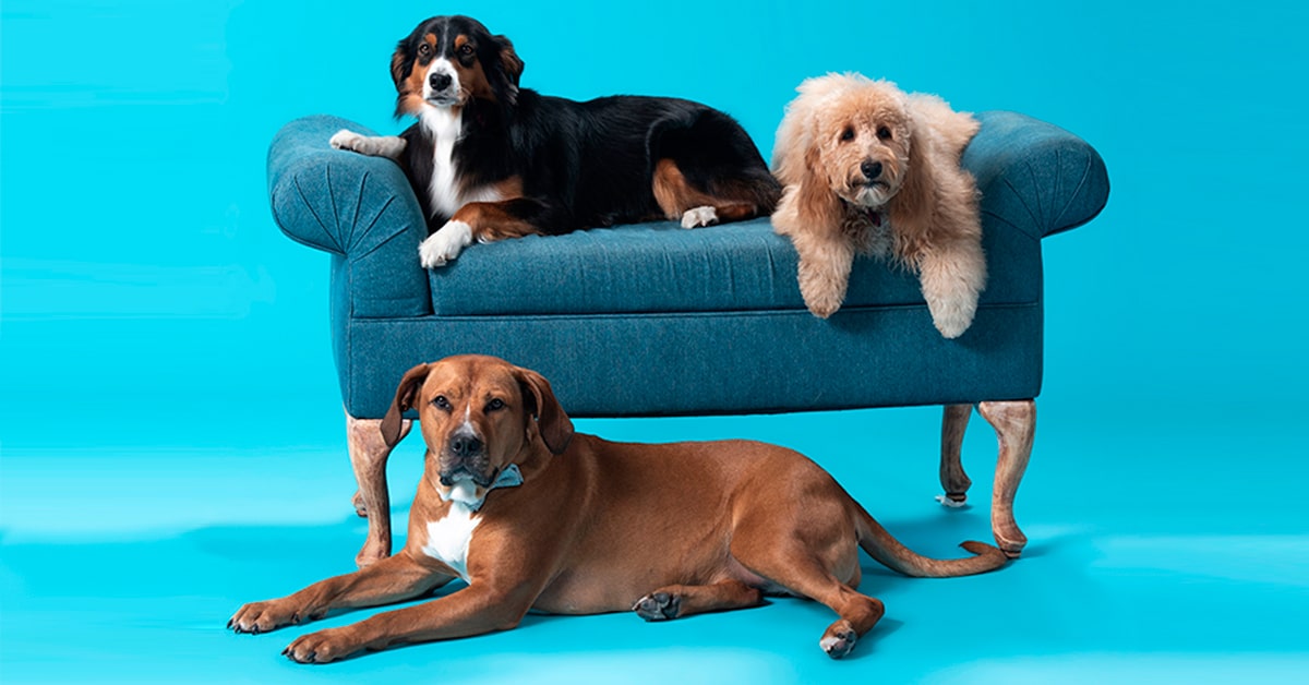 National-Pet-Day-Blog_HEADER-FT-IMG-BLOG-min