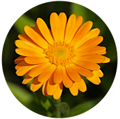 calendula