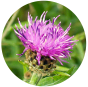 centaurea