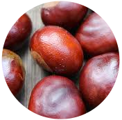 chestnut