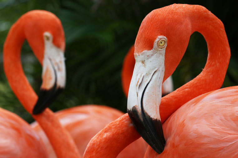 Three flamingos grouped together infront of greenery.