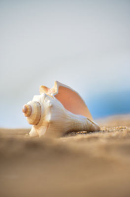 A white and cream conch shell sitting on the sand.