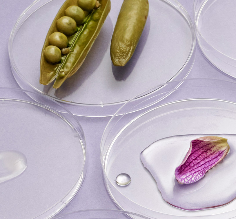 Petri dishes with different ingredients sitting on a lavendar surface.