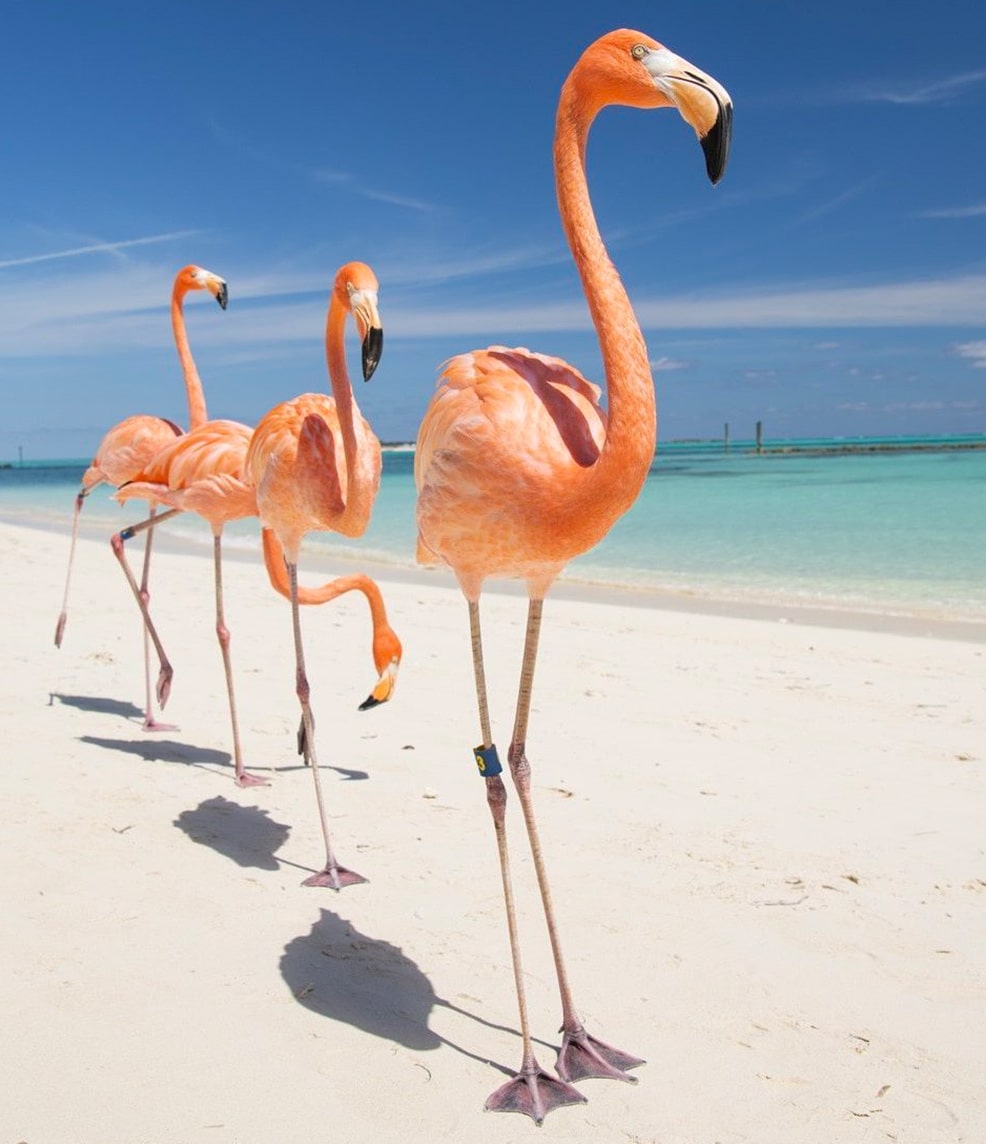 pink flamingos in a row on the beach 