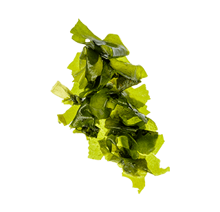algae picture