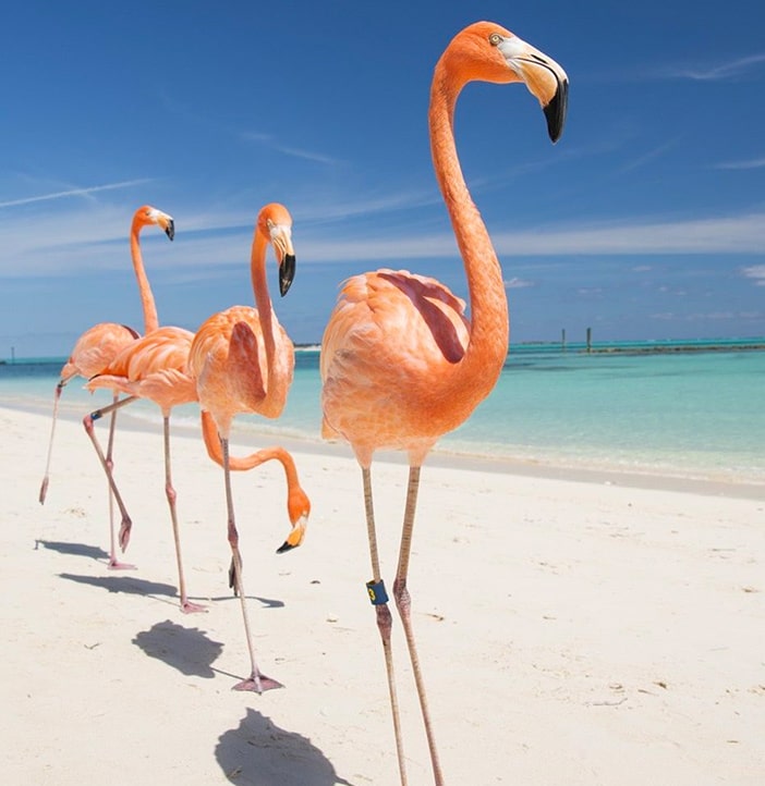 four Pink flamingos posing in a row  on a beach in front of the sea