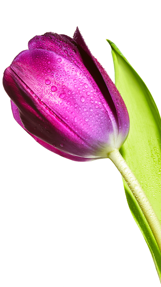 Close-up of a vibrant tulip.