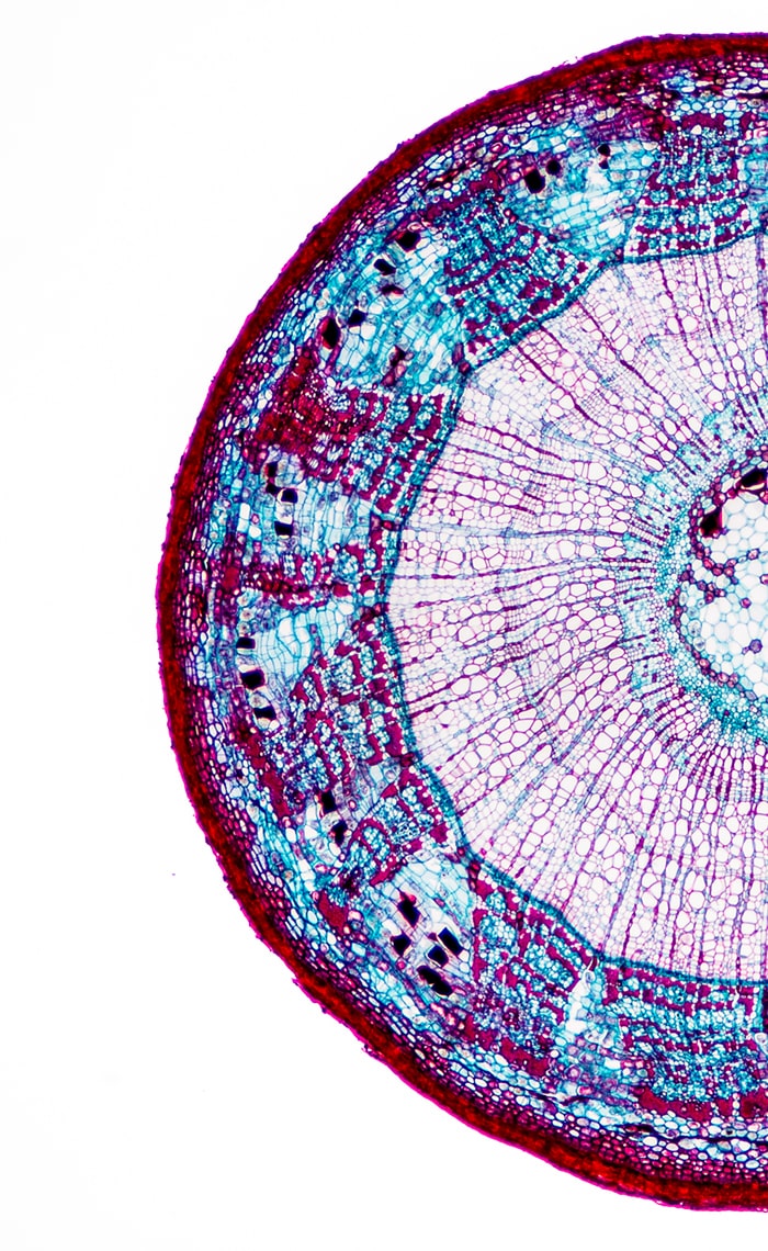 close up picture of plant cell