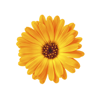 yellow-flower picture